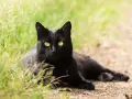 Un magnifico gatto nero razza, con occhi gialli penetranti, riposa sull'erba verde e terra battuta.