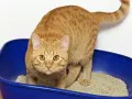 Gatto arancione in lettiera blu. Se il tuo gatto ha la cistite, cerca rimedi naturali per aiutarlo.
