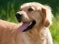 Un golden retriever dal temperamento amichevole, con la lingua fuori, in un prato verde.