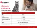 Caratteristiche del British Shorthair: peso 4-7 kg, pelo folto e denso, temperamento equilibrato.