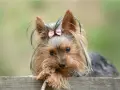 Dolce yorkshire terrier con fiocco rosa, il suo temperamento vivace si riflette negli occhi attenti mentre gioca con un bastoncino.