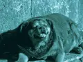 Un cane obeso, con la lingua fuori, riposa su un terreno roccioso.