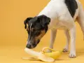 Un cane curioso annusa una banana sbucciata, chiedendosi se sia un nuovo snack.