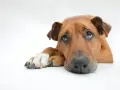 Un cane depresso con occhi tristi e un'espressione malinconica, sdraiato su uno sfondo bianco.
