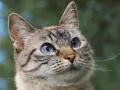 Primo piano di un gatto dagli occhi azzurri, con un pelo tigrato e morbido. Potrebbe essere un gatto con problemi di struvite.