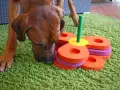 Un cane marrone annusa un gioco fai da te per l'attivazione mentale, composto da anelli colorati impilati su un bastoncino verde.