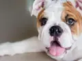 Un adorabile bulldog inglese, con il suo tipico bulldog inglese carattere, mostra la lingua rosa e gli occhi dolci.