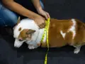 Misurare il corgi per capire come far dimagrire il cane. La circonferenza toracica è fondamentale per monitorare il peso.