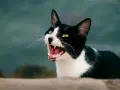 Gatta nera e bianca con occhi verdi spalancati, che miagola sempre, mostrando denti aguzzi e lingua rosa.