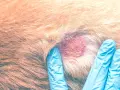 Esame di una dermatite con croste su un cane. Si cercano rimedi per alleviare il prurito e curare la pelle.