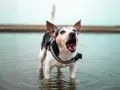 Un cane con un giubbotto di salvataggio sta in piedi nell'acqua, con la bocca aperta e il cane abbaia con gioia.