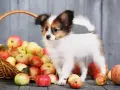Un cucciolo di cane Papillon vicino a un cesto pieno di mele rosse e gialle. I cani possono mangiare la mela, un frutto sano per loro.