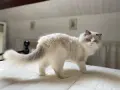 Un Ragdoll dal carattere dolce e curioso, con occhi azzurri penetranti, si muove con grazia su un letto.