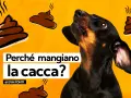 Un cane nero guarda incuriosito delle illustrazioni di cacca fumante. Il testo chiede: "Perché i cani mangiano la cacca?".