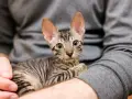 Un tenero gattino con grandi orecchie e occhi verdi, avvolto in un maglione grigio. Questi gatti piccoli sono adorabili.