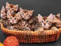 Un cesto traboccante di cuccioli di felino del bengala con occhi blu luminosi e mantelli maculati.