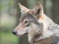 Primo piano di un lupo cecoslovacco, con il suo sguardo attento che riflette il suo carattere fiero e intelligente.