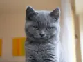 Gatto certosino con sguardo penetrante, la sua intelligenza traspare dagli occhi ambrati.