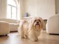 Un adorabile shih tzu dal pelo lungo e chiaro si guarda intorno in un soggiorno moderno e luminoso, con divani bianchi e un grande arco finestrato.