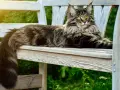Un maestoso Maine Coon, con il suo folto pelo tigrato e gli occhi dorati, riposa su una panchina di legno in un giardino soleggiato.