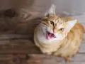Gatto arancione con bocca aperta, sembra che stia per fare un miagolio gatto.