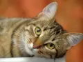 Un adorabile gatto europeo tigrato con occhi verdi luminosi, sdraiato e curioso.