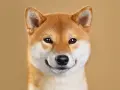 Primo piano di un adorabile Shiba Inu, uno dei cani giapponesi più amati, con un'espressione curiosa e un sorriso accennato.