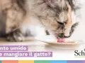 Un gatto soriano mangia con gusto da una ciotola. La domanda "Quanto umido deve mangiare il gatto?" suggerisce che il cibo sia umido.