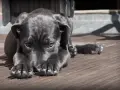 Un cucciolo nero con un'espressione triste, forse soffre di mal di gola cane. Riposa su un pavimento di legno.