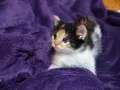 Un adorabile gatto tricolore con occhi azzurri riposa su una morbida coperta viola.