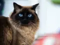 Un magnifico gatto himalayano con occhi blu penetranti guarda intensamente. Il suo pelo folto e color crema contrasta con il muso scuro.