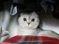 Gatto Scottish Fold con grandi occhi gialli, nascosto tra vestiti e coperte. Chissà perchè il gatto si nasconde?