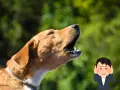 Un cane che abbaia in giardino privato, con un uomo che si tappa le orecchie per il rumore.