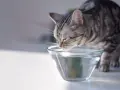 Un gatto tigrato beve da una ciotola di vetro trasparente. Ecco come far bere il gatto, assicurandosi che abbia sempre acqua fresca.