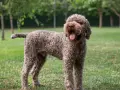 Un allegro lagotto romagnolo con la lingua fuori, in piedi sull'erba verde tra gli alberi.