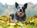 Australian Cattle Dog sdraiato tra le foglie autunnali, con un'espressione felice e la lingua fuori.