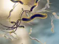 Batteri elicoidali con flagelli, simili a quelli che possono infettare un cane, fluttuano in un ambiente microscopico.