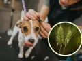 Un cane viene controllato per una ferita da forasacco all'orecchio. L'immagine mostra un forasacco, un pericolo comune per i cani.