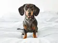 Bassotto con pelo maculato seduto su un letto bianco, pronto ad ascoltare suoni per cani rilassanti.