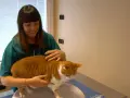 Una nutrizionista per gatti esamina un soriano arancione e bianco.