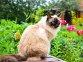 Gatto Balinese dal carattere curioso, con occhi blu intensi, seduto tra fiori rosa e verdeggiante giardino.