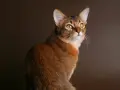 Un elegante gatto somalo con occhi dorati e pelo rossiccio, posa con grazia su uno sfondo marrone scuro.