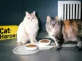 Due gatti soffici attendono con ansia il loro cibo fresco per gatti, servito in ciotole bianche su un vassoio elegante.