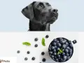 Un cane nero guarda con curiosità una ciotola piena di mirtilli, suggerendo che i cani possono mangiare i mirtilli.
