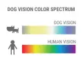 Confronto spettro visivo: i cani vedono colori più tenui, dal giallo al blu, mentre gli umani percepiscono un arcobaleno completo.