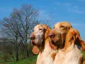 Due splendidi cani bracco, con mantello bianco e arancio, posano con un albero spoglio e il cielo azzurro sullo sfondo.