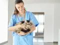 Veterinaria tiene in braccio un gatto dal pelo lungo, con uno sguardo che potrebbe far pensare a un gatto aggressivo, ma è solo un po' spaventato.