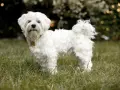 Un adorabile cane bolognese, tutto bianco e soffice, posa sull'erba verde.