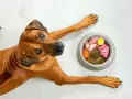 Un cane Rhodesian Ridgeback guarda una ciotola di cibo crudo, un pasto che potrebbe aggravare la pancreatite nei cani.
