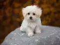 Dolce cane maltese bianco, seduto su una roccia con uno sfondo autunnale sfocato.